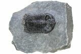 Coltraneia Trilobite Fossil - Huge Faceted Eyes #230433-3